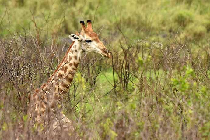 Re: Au paradis ! Compte rendu d'un voyage de 2 petites semaines en Afrique du Sud - L-argonnais Re: Au paradis ! Compte rendu d'un voyage de 2 petites semaines en Afrique du Sud - L-argonnais