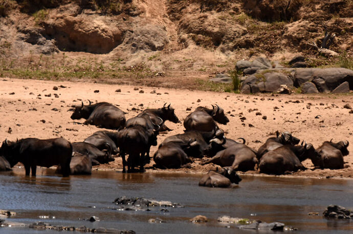 Re: Au paradis ! Compte rendu d'un voyage de 2 petites semaines en Afrique du Sud - L-argonnais Re: Au paradis ! Compte rendu d'un voyage de 2 petites semaines en Afrique du Sud - L-argonnais