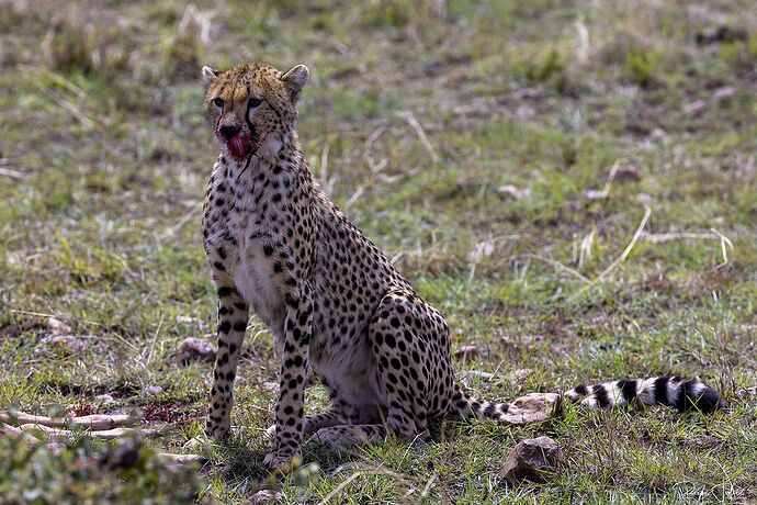 Masai Mara : La chasse - rjulie95