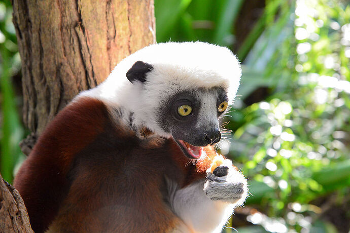 23 jours à Madagascar: Tana, les baobabs, les tsingy, Andasibe, Les Pangalanes, St Marie, Antsirabe - Lezard26 23 jours à Madagascar: Tana, les baobabs, les tsingy, Andasibe, Les Pangalanes, St Marie, Antsirabe - Lezard26