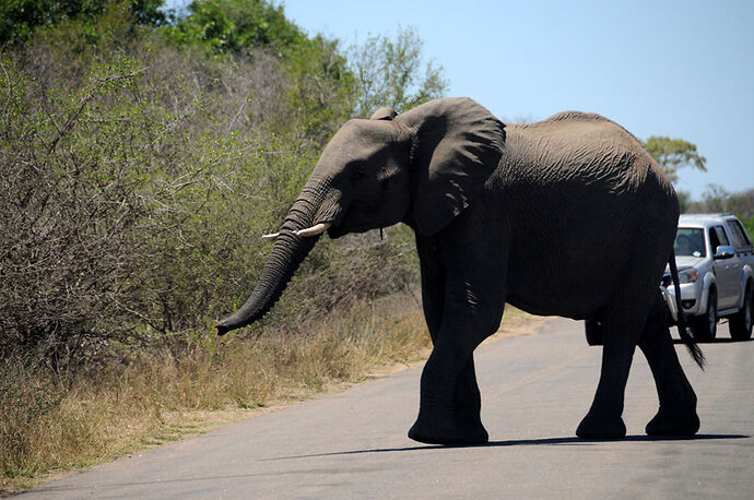 Re: Au paradis ! Compte rendu d'un voyage de 2 petites semaines en Afrique du Sud - L-argonnais Re: Au paradis ! Compte rendu d'un voyage de 2 petites semaines en Afrique du Sud - L-argonnais