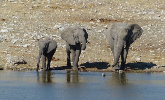 Re: 3 fabuleuses semaines Namibiennes- juillet 2021 - Patbillvoyage