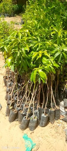 pepiniere-manguier