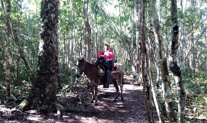 El Mirador - Guatemala - Trek pour monter sur la plus haute pyramide maya - Charlotte-Cha3