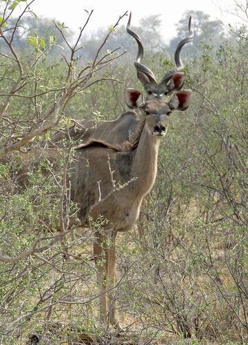 Re: NAMBOTSVIC Namibie- Botswana- Victoria Falls, 3 semaines magiques - PATOUTAILLE