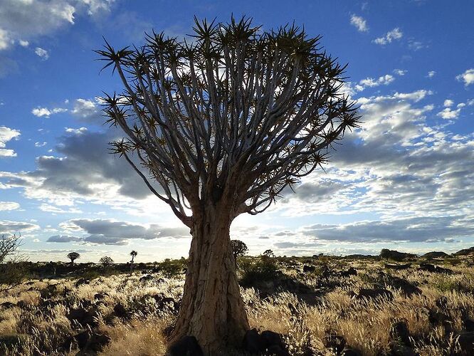 Retour de 24 jours en Namibie - mai 2017 - Snoopy05