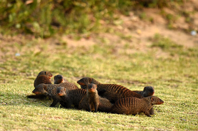 Re: Au paradis ! Compte rendu d'un voyage de 2 petites semaines en Afrique du Sud - L-argonnais Re: Au paradis ! Compte rendu d'un voyage de 2 petites semaines en Afrique du Sud - L-argonnais