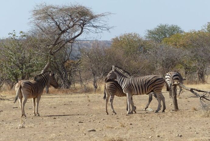 Re: 3 fabuleuses semaines Namibiennes- juillet 2021 - Patbillvoyage