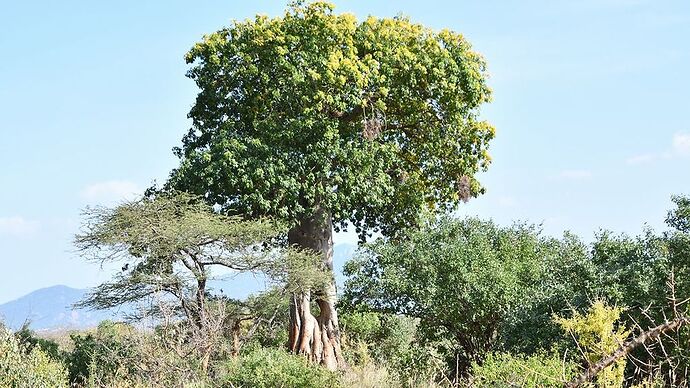 Re: Au coeur du Kenya ; le Kenya dans le coeur - Jmarc71