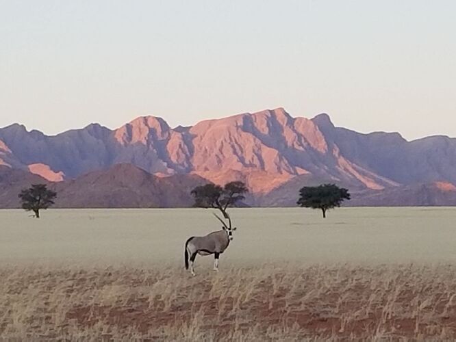 La Namibie en mode lièvre  - sevlh