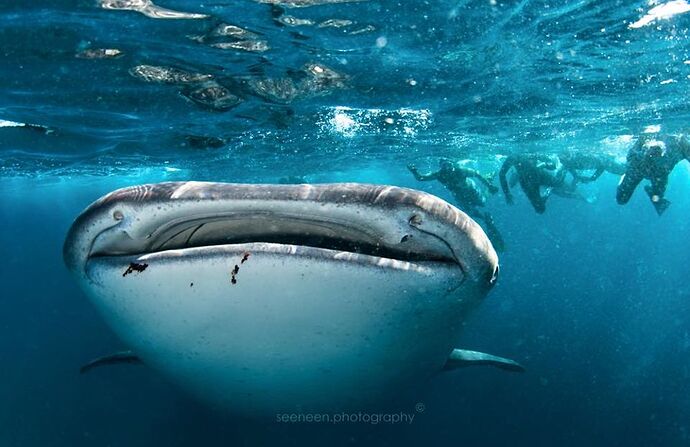 Ari Atoll - Snorkeling - Whale -Shark - Un dimanche au bord de l'ô - Philomaldives Guide Safaris