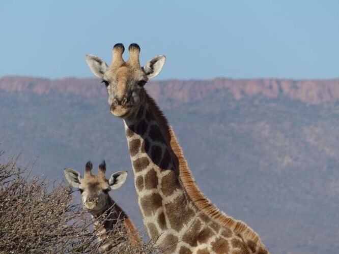 Re: 3 fabuleuses semaines Namibiennes- juillet 2021 - Patbillvoyage