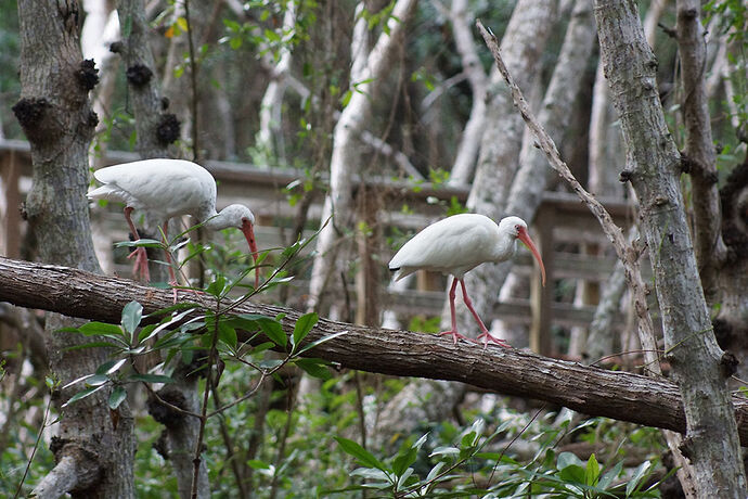 Découverte de le FLORIDE - Les KEYS & Les EVERGLADES - cartesien