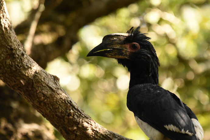 Re: Au paradis ! Compte rendu d'un voyage de 2 petites semaines en Afrique du Sud - L-argonnais Re: Au paradis ! Compte rendu d'un voyage de 2 petites semaines en Afrique du Sud - L-argonnais