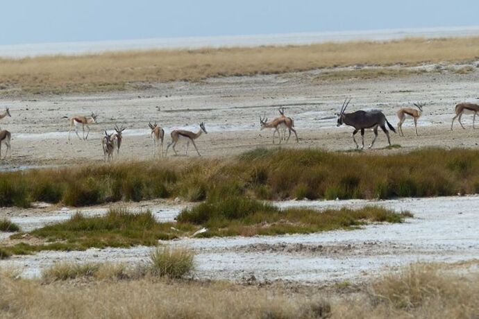 Re: 3 fabuleuses semaines Namibiennes- juillet 2021 - Patbillvoyage