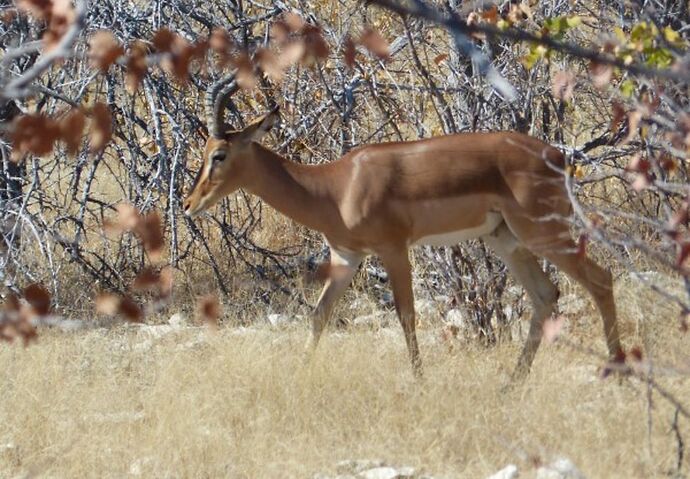 Re: 3 fabuleuses semaines Namibiennes- juillet 2021 - Patbillvoyage