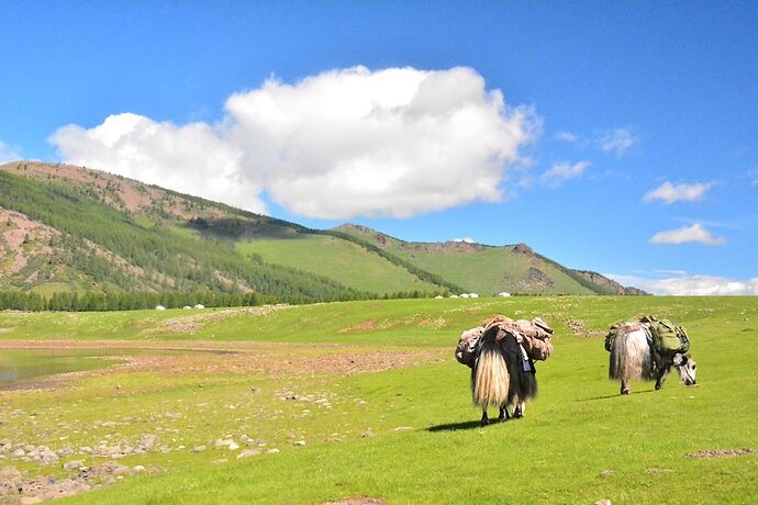 Re: partir avec evasion-mongolie - GuillemetteF