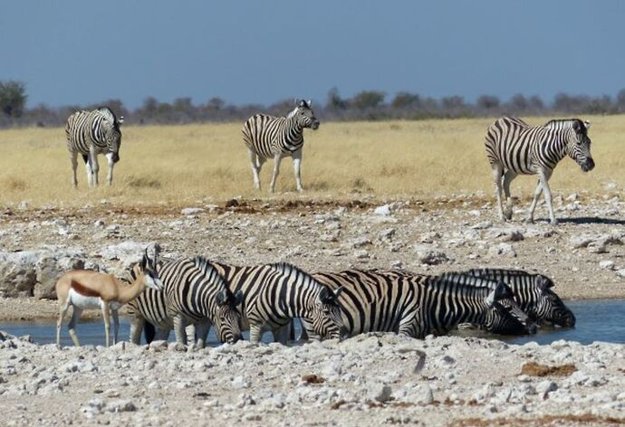 Re: 3 fabuleuses semaines Namibiennes- juillet 2021 - Patbillvoyage