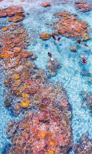 Le Corail aux Maldives - Philomaldives Guide Safaris