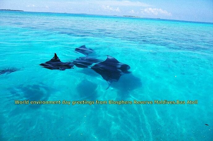 Re: Maldives Snorkeling - Juin - Baa Atoll - Mantas saison - Philomaldives Guide Safaris