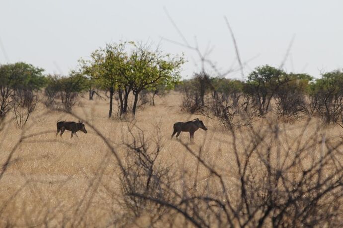 Re: Namibie - 15 jours en octobre 2018 - pascal41lc