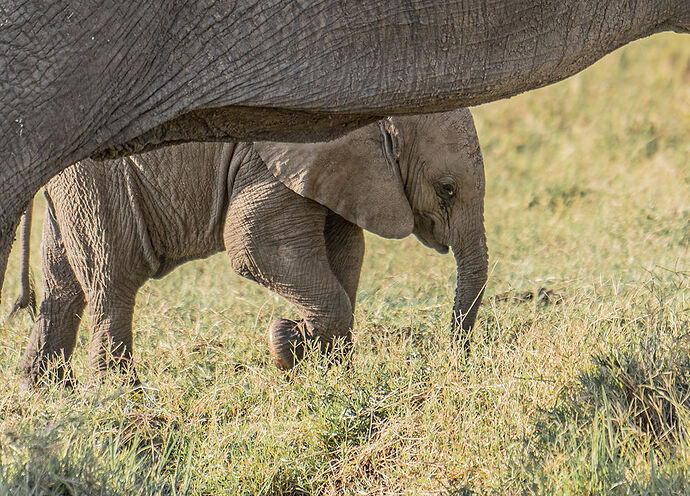 Re: Parenthèse enchantée au Masaï Mara chez Melting Pot Safaris - Mattsupertramp