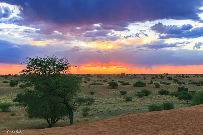 Cheetah feeding & sundowner - Millie