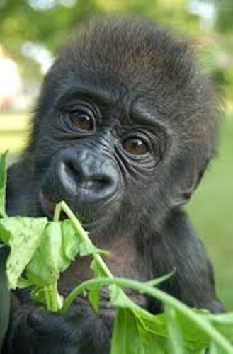 Rwanda et Gorilles... - Garance75