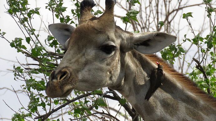 Re: NAMBOTSVIC Namibie- Botswana- Victoria Falls, 3 semaines magiques - PATOUTAILLE