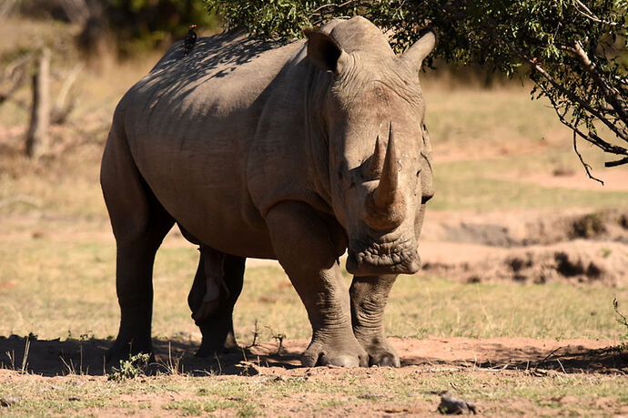 Re: Au paradis ! Compte rendu d'un voyage de 2 petites semaines en Afrique du Sud - L-argonnais Re: Au paradis ! Compte rendu d'un voyage de 2 petites semaines en Afrique du Sud - L-argonnais