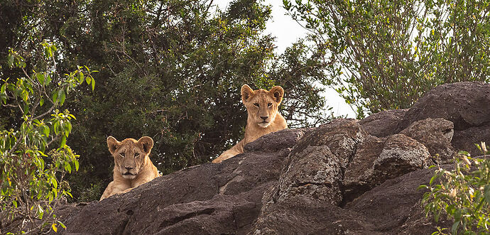 Re: Kenya juillet 2021 un nouveau safari de Samburu au Massai Mara en passant par Meru et Aberdare NP - Karen56