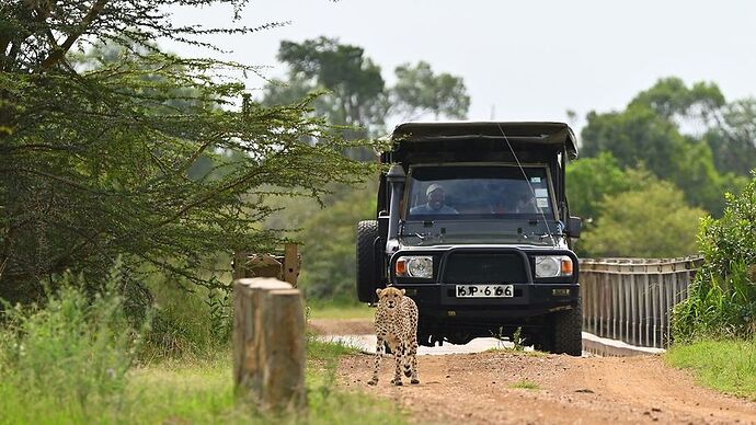 Re: Au coeur du Kenya ; le Kenya dans le coeur - Jmarc71