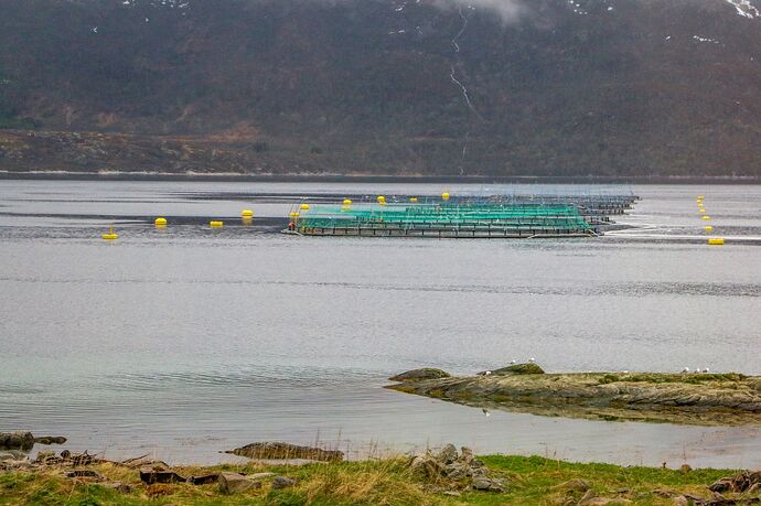 Gullesfjorden salmoniculture
