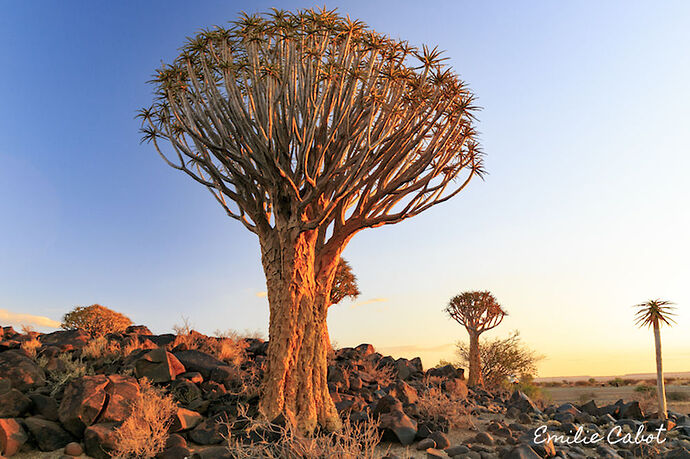 Sunset at Quiver Tree Forest - Millie