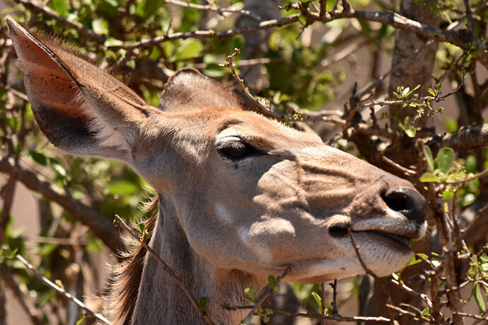 Re: Au paradis ! Compte rendu d'un voyage de 2 petites semaines en Afrique du Sud - L-argonnais Re: Au paradis ! Compte rendu d'un voyage de 2 petites semaines en Afrique du Sud - L-argonnais