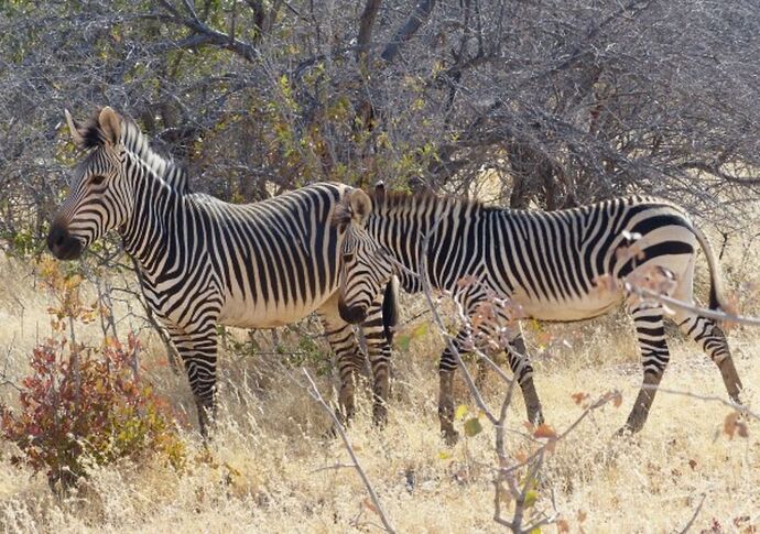 Re: 3 fabuleuses semaines Namibiennes- juillet 2021 - Patbillvoyage