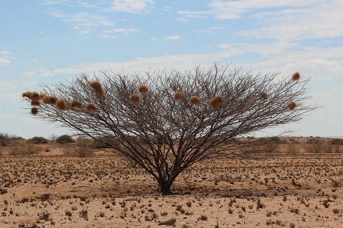 Re: Namibie - 15 jours en octobre 2018 - pascal41lc