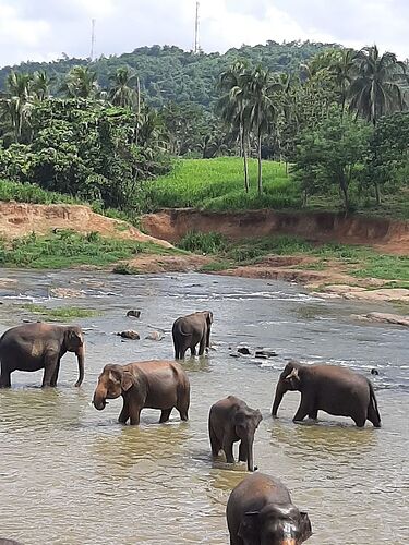 Voyage réussi au Sri Lanka avec l'agence voyaGees - Alexren