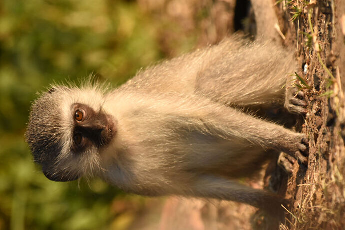 Re: Au paradis ! Compte rendu d'un voyage de 2 petites semaines en Afrique du Sud - L-argonnais Re: Au paradis ! Compte rendu d'un voyage de 2 petites semaines en Afrique du Sud - L-argonnais