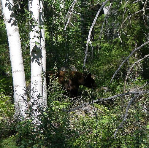 rencontre d'ours  - Hiacinthe