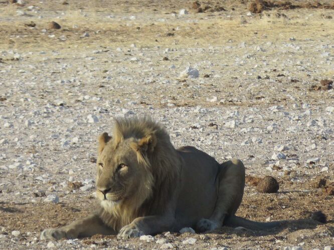 Re: Safari en Namibie - yensabai