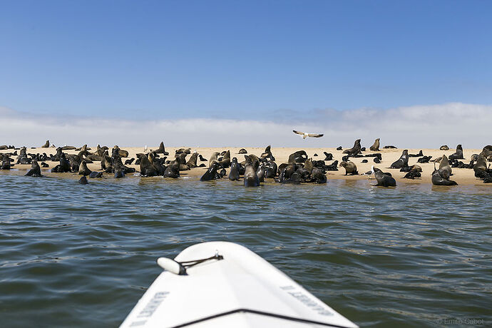 Walvis Bay - Millie