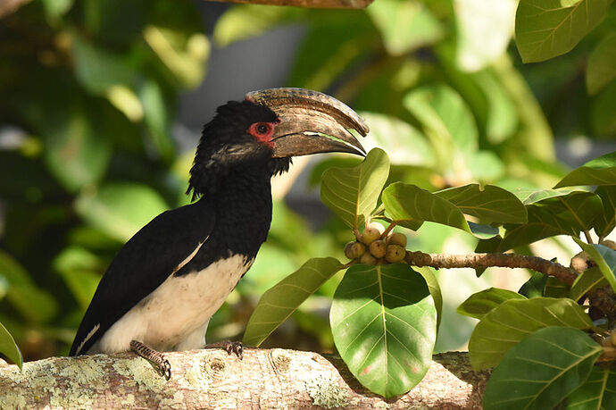 Re: Au paradis ! Compte rendu d'un voyage de 2 petites semaines en Afrique du Sud - L-argonnais Re: Au paradis ! Compte rendu d'un voyage de 2 petites semaines en Afrique du Sud - L-argonnais