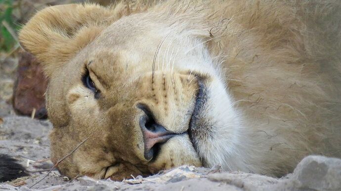 Re: NAMBOTSVIC Namibie- Botswana- Victoria Falls, 3 semaines magiques - PATOUTAILLE