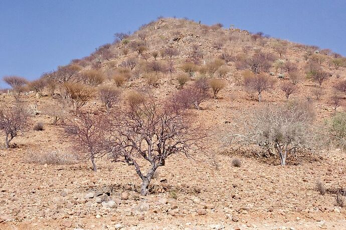 Re: 25 jours en Namibie en juillet 2021 - blueb
