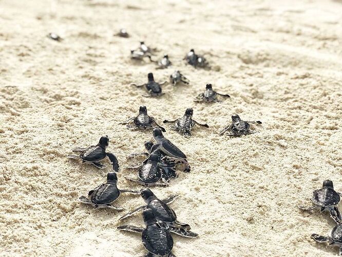 Naissances ces jours ci dans l'atoll de Malé Nord    98  baby green turtles - Philomaldives Guide Safaris