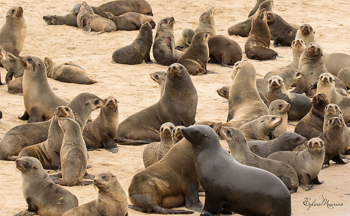 Voyage de 3 semaines en Namibie en oct/nov 2018 - SoleilM