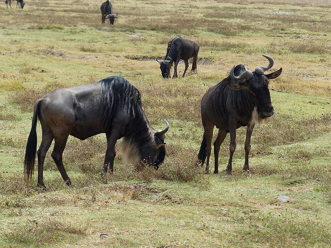 Ngorongoro... ou la vallée des merveilles... - fabienne65