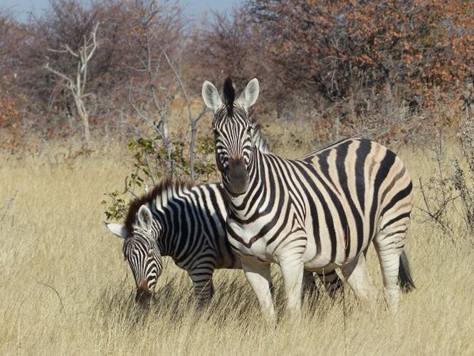 Re: 3 fabuleuses semaines Namibiennes- juillet 2021 - Patbillvoyage