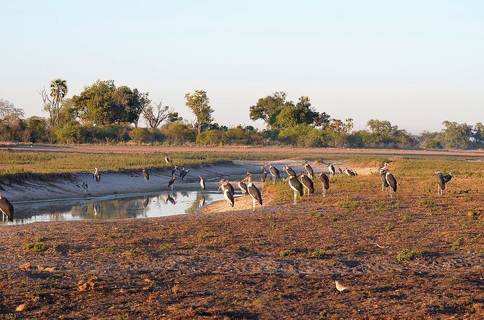 Delta de l'Okavango, Pom Pom épisode 6 - fabienne65